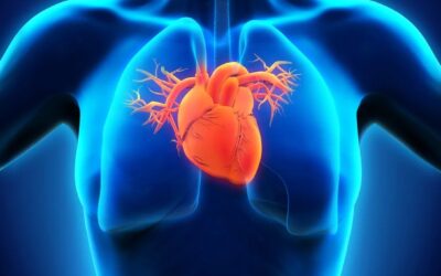 LDL to Triglyceride Ratio: A Key Heart Health Marker
